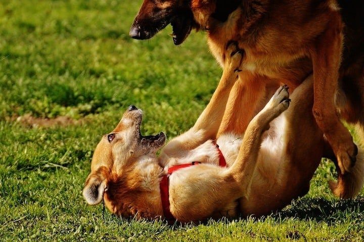 combat de parc à chiens