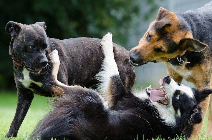 parc à chiens comportement chien