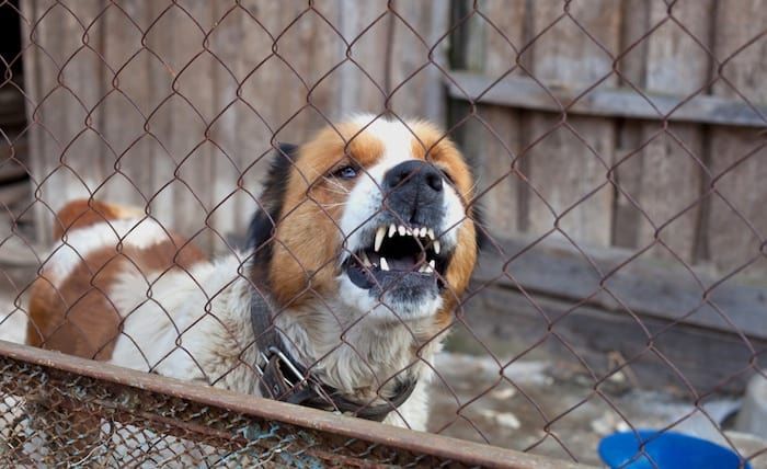 پنجرے میں جارحانہ کتا