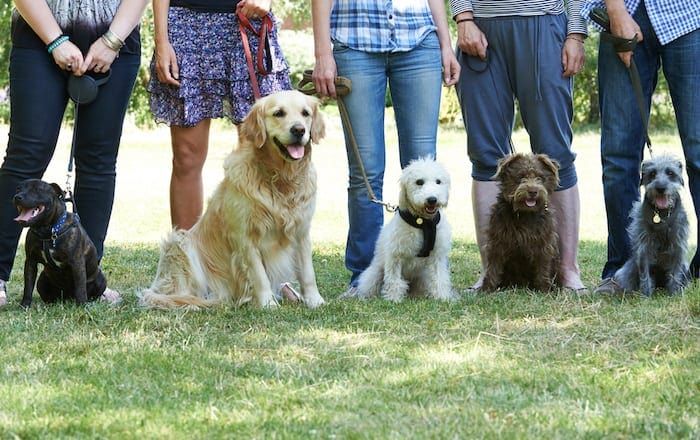 група за обучение на кучета