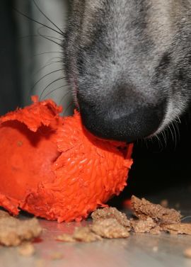 psy môžu jesť svoje hračky
