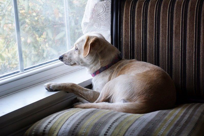 koira katselee ulos ikkunasta