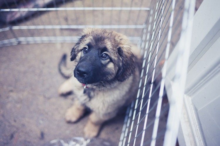 Cara Menghentikan Anjing Dari Melompat Orang Asing