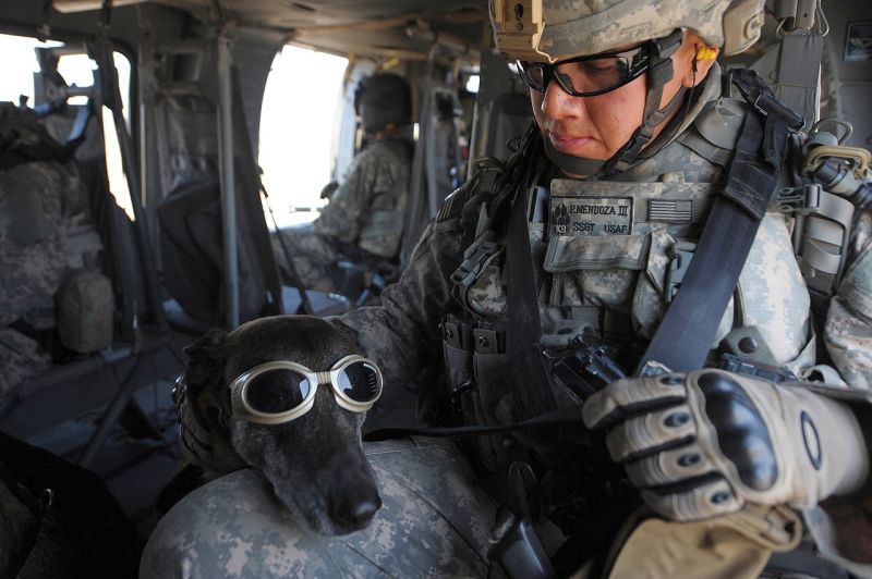 Entrenament alfa per a gossos militars