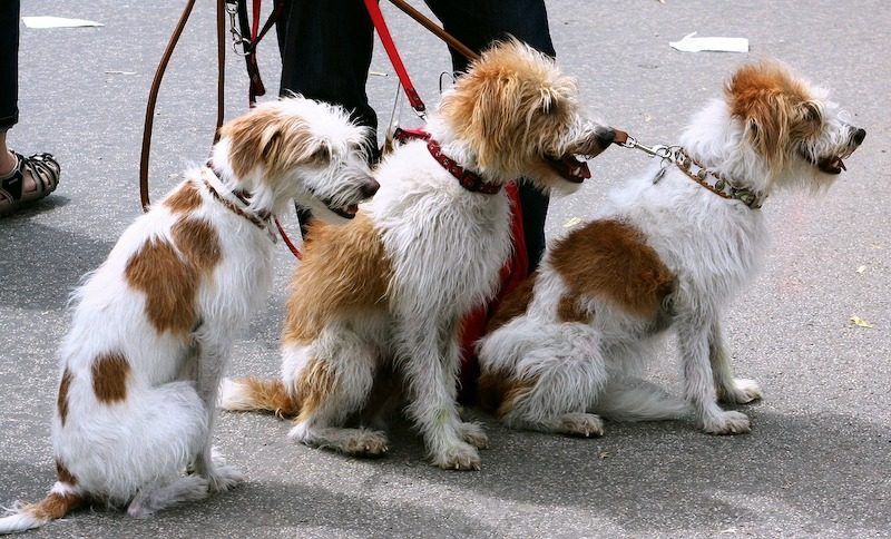 Как да започнете бизнес с разходки на кучета