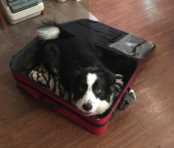 كلب في حقيبة