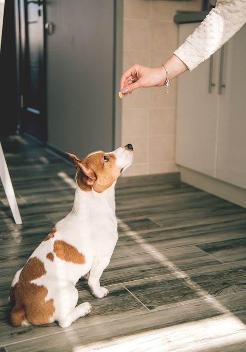mengapa tangan memberi makan anjing