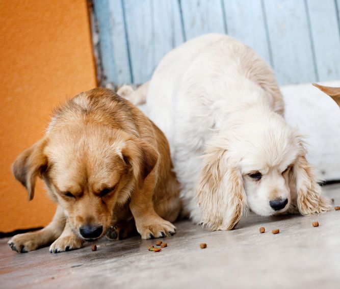 Bakit Hindi Ako Nagmamay-ari ng Dog Food Bowl + Ang Lakas ng Pagpapakain ng Kamay