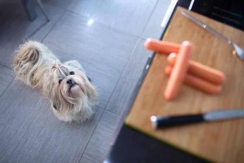 Giochi di controllo degli impulsi per cani: insegnare l'autocontrollo!