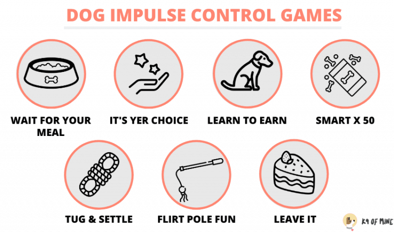 игри за фокусиране върху кучета