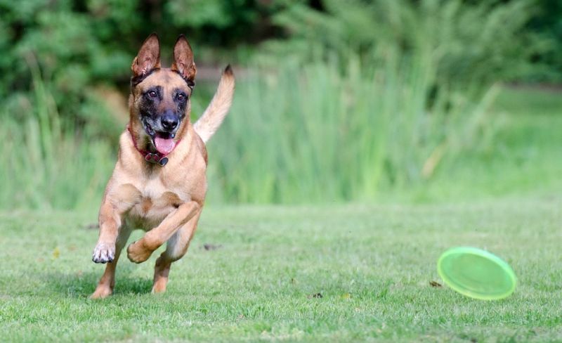Pengayaan Canine 101: Membantu Anjing Anda menjalani Kehidupan Terbaiknya!