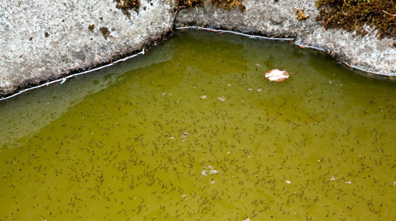모기는 고인 물에서 번식한다