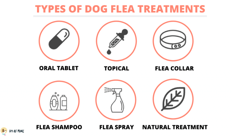 tipos de tratamento contra pulgas de cachorro