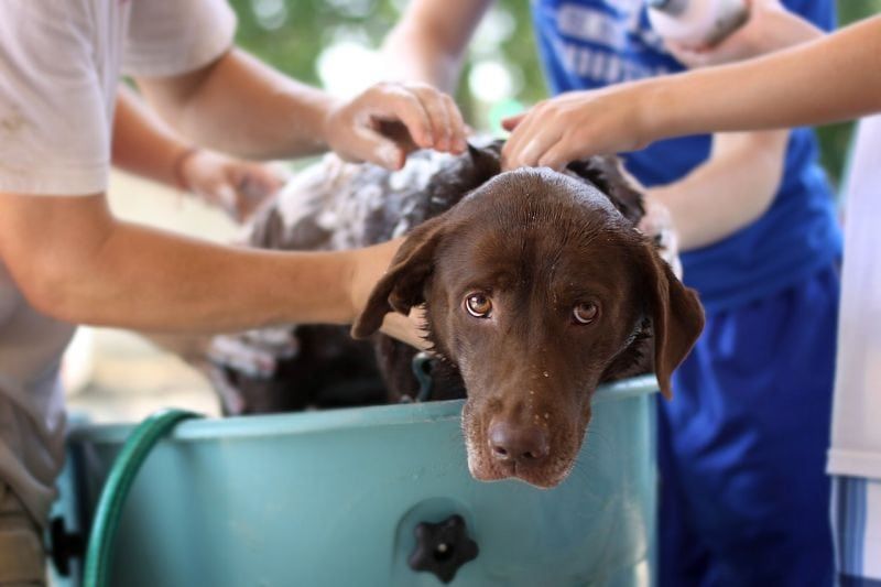 shampoing anti-puces pour chien