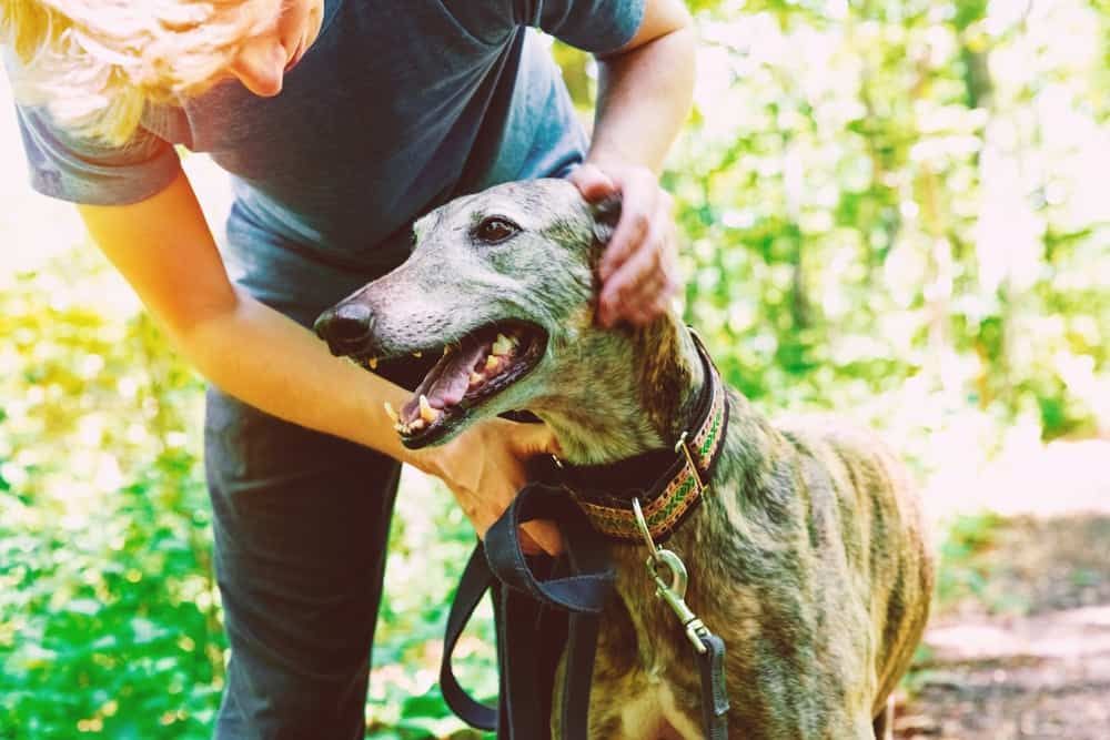 Permainan Berjalan Anjing: Cara Meningkatkan Jalan Harian Anjing Anda!