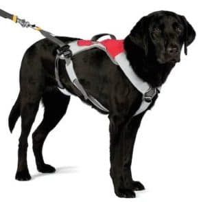 Équipement de Joring pour chien : équipement de vélo, de ski et de canicross