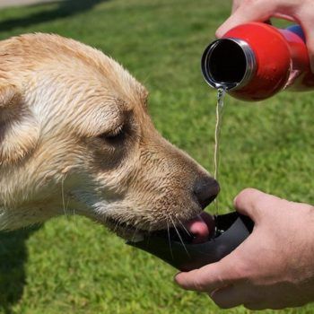 botol air anjing