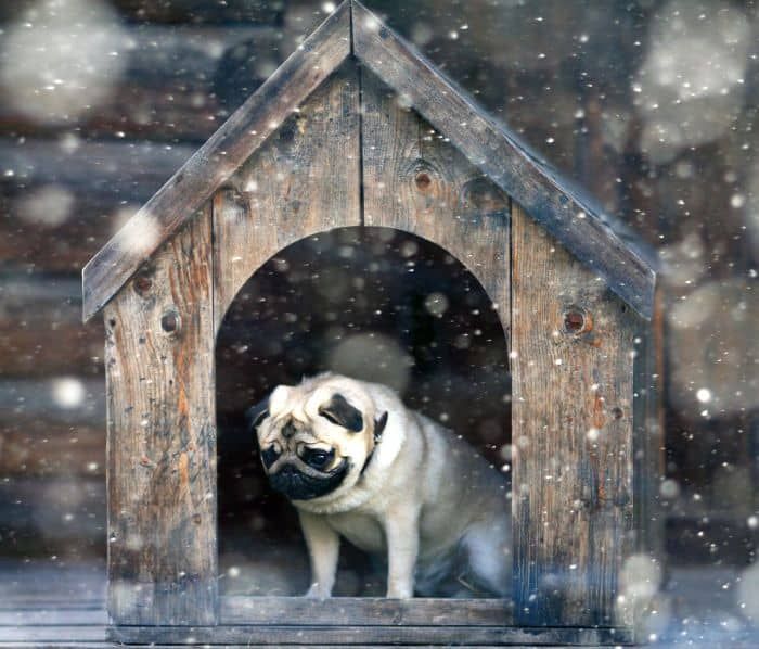 Най -добрата къща за кучета в студено време