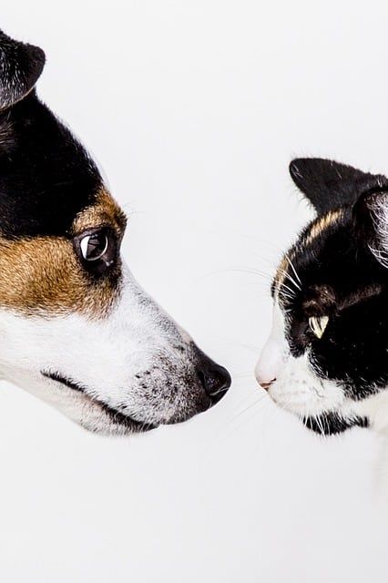 5 migliori lettiere a prova di cane: tieni il tuo cucciolo fuori dalla cacca di gatto!
