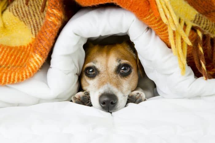 couvertures pour chiens