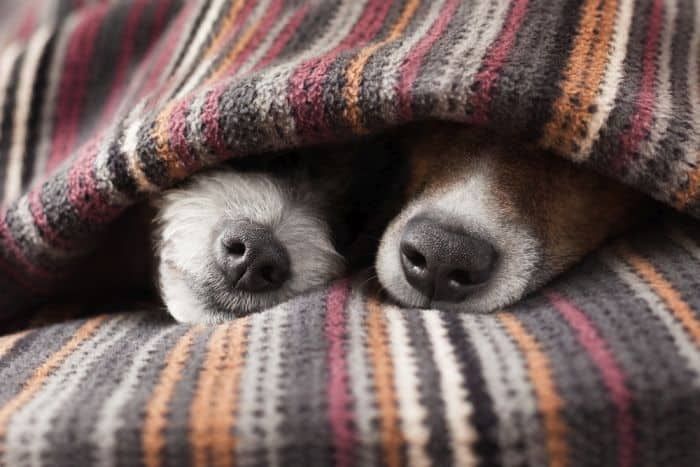Одеяла за кучета