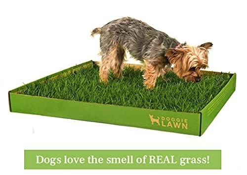Pot pour chien en herbe véritable (jetable) - Moyen 20 po