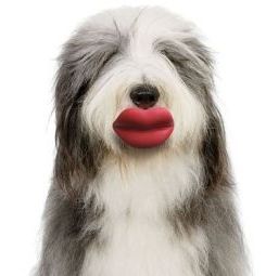 Lèvres drôles de photo de chien