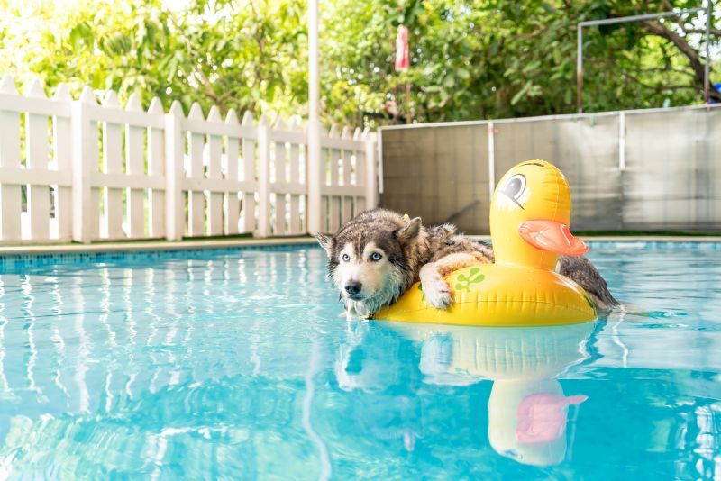 Schwimmer für Hunde sind am besten