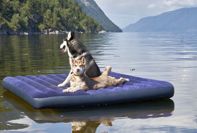 psy milujú plávanie na vode