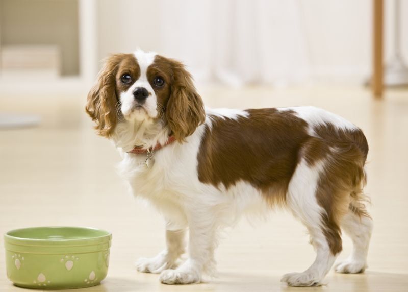 Najlepšie keramické misky pre psov: Odolný riad pre vaše Doggo!