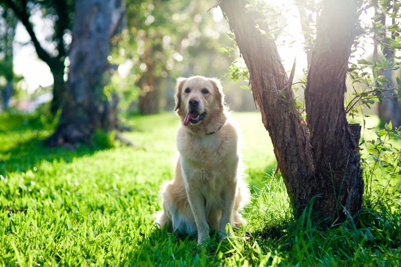 puud võivad aidata koeri varjutada