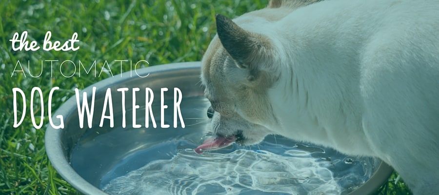 4 parasta koiran juomista: Pidä koirat hydratoituna