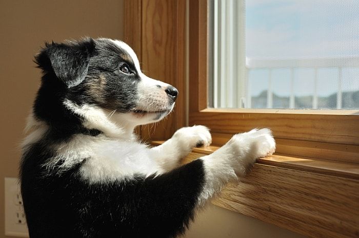 Bedste hundebeskyttede persienner og vinduesbehandlingshacks til at stoppe ødelæggelse af hunde!