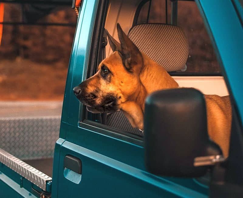 الكلاب في السيارات