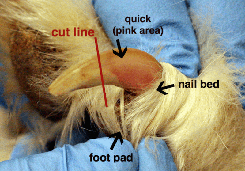 подстригване на кучешки нокти