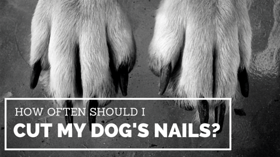 Cik bieži man vajadzētu griezt suņa nagus?