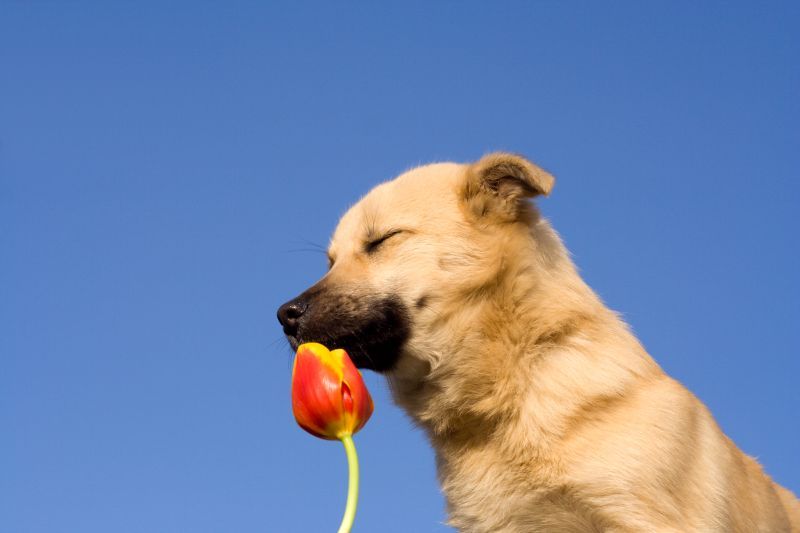 chất khử mùi giúp chó luôn thơm tho