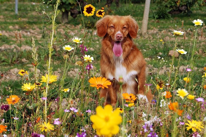 chất khử mùi cho chó vs nước hoa