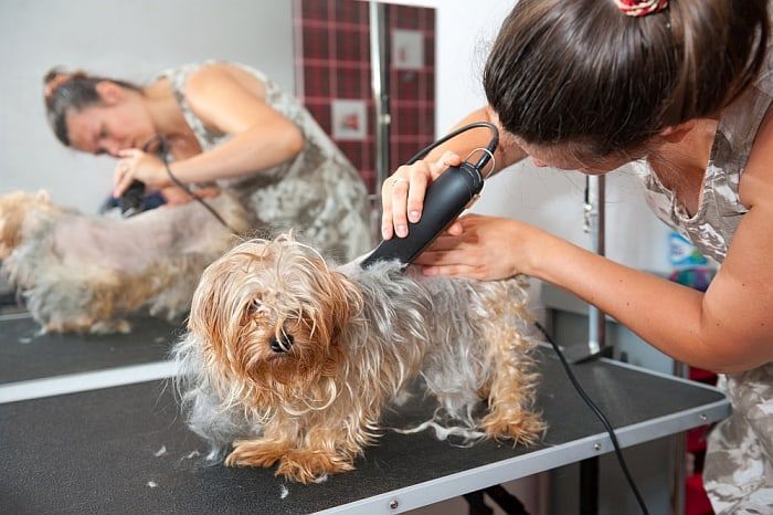 tipping-your-groomer