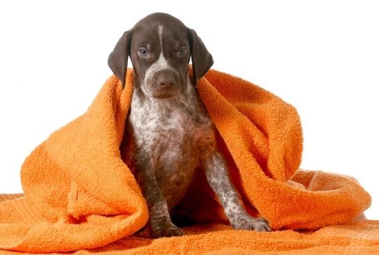 изсушаване на кърпа за кучета