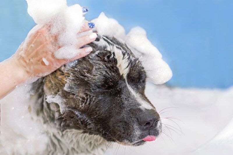Shampooing anti-puces pour chien