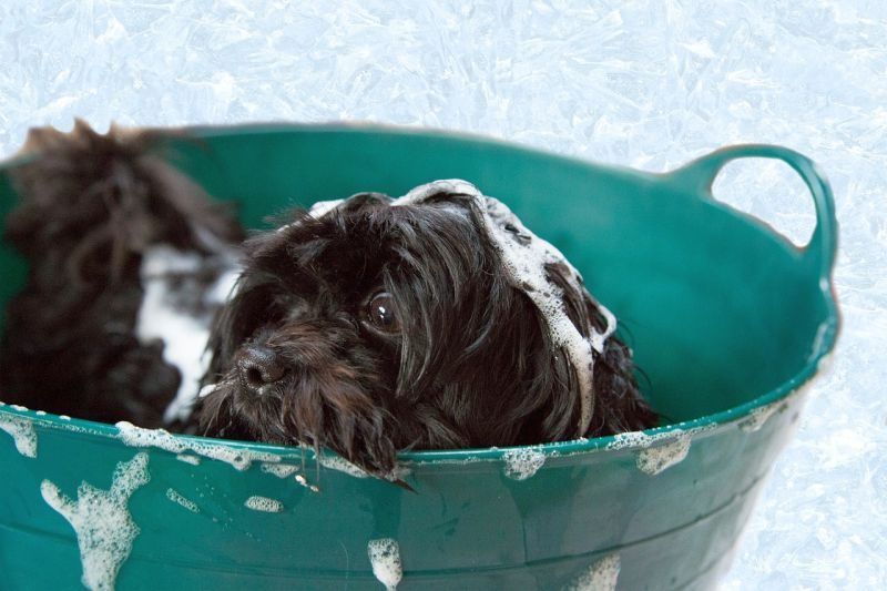 вана за къпане на кучета