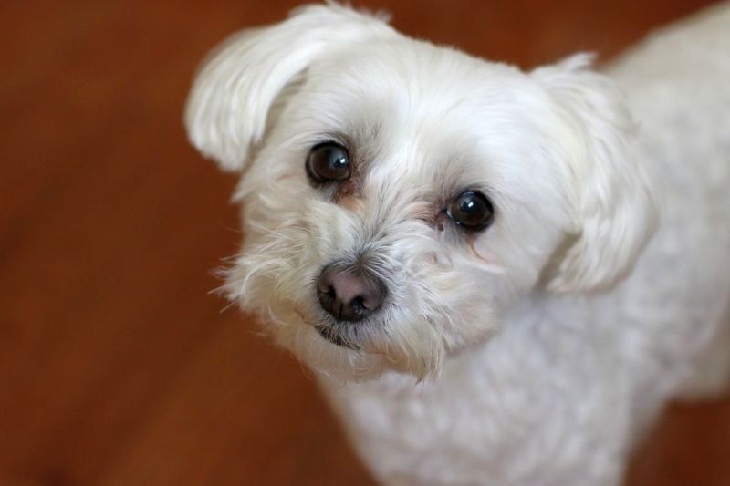 Hogyan lehet megszabadulni a kutya könnyfoltjaitól: könnyfolt eltávolító kutyáknak: