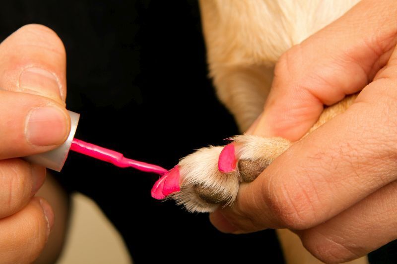 Най -добрите лакове за кучешки нокти за Деня на спа лапите!