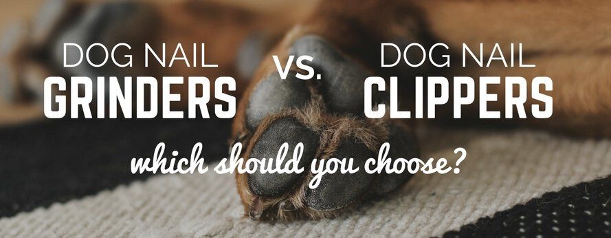 Koiran kynsileikkuri vs leikkuri: kumpi valita?