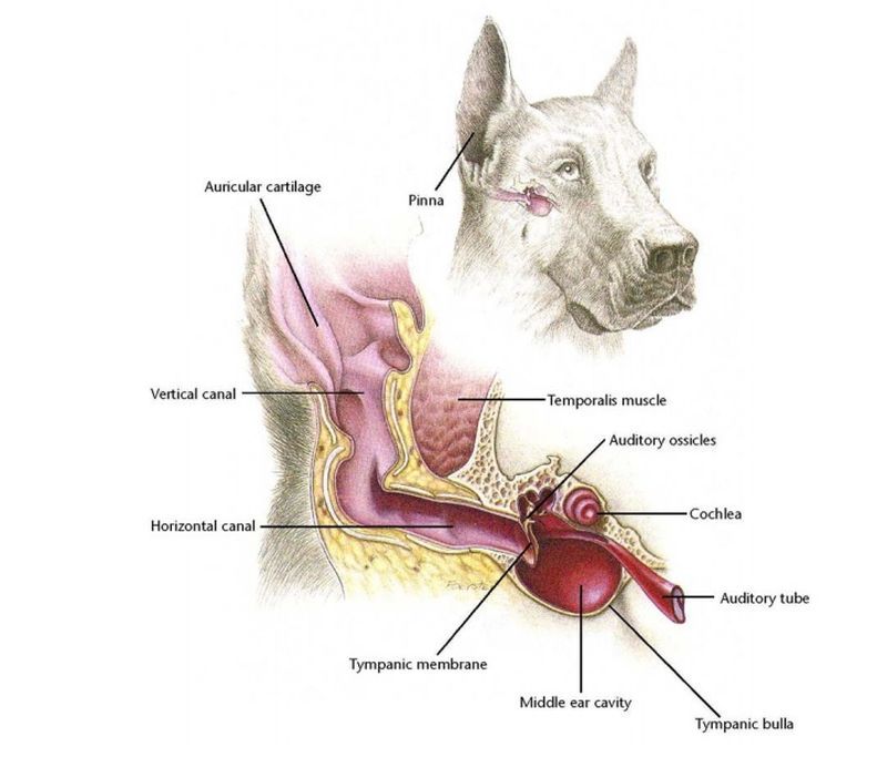 Ako si vyrobiť domáci čistič uší pre psov