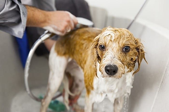 Läusebehandlungen für Hunde