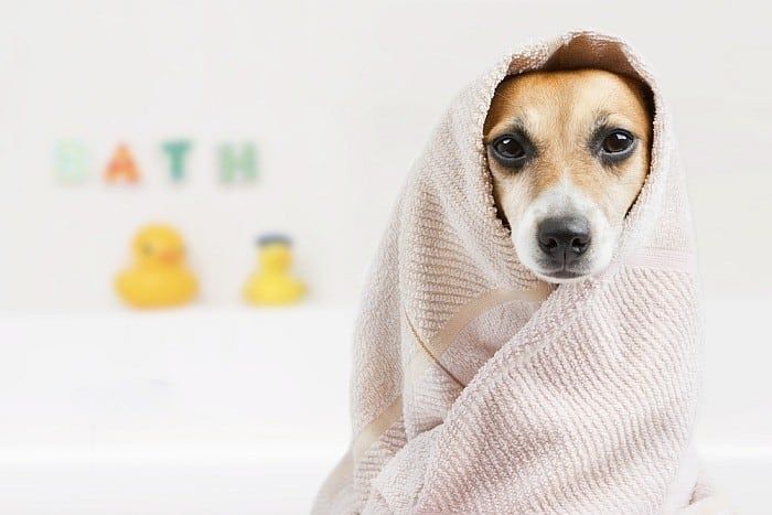 Les cinq meilleures serviettes pour chiens : sécher votre toutou !