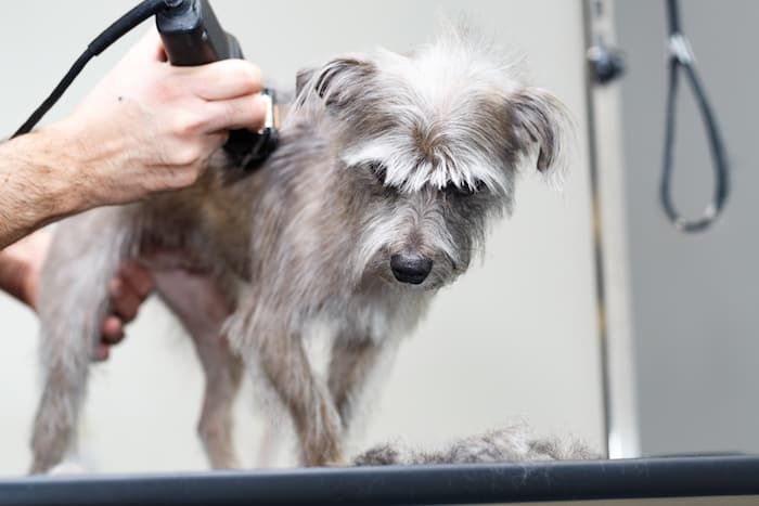 подстригване на куче
