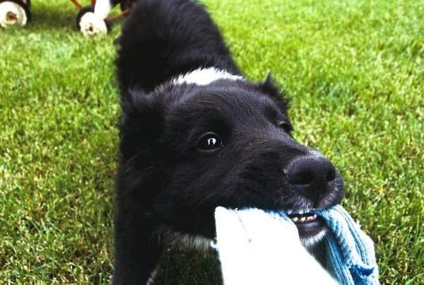 šunys kramto kojines